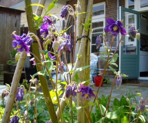 Akelei in mijn tuin